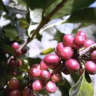 Finalizarea proiectului „De la fermă la cană”